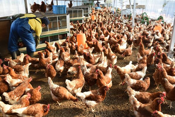 ウィン社が平飼いで育てる純国産鶏「もみじ」＝真岡市