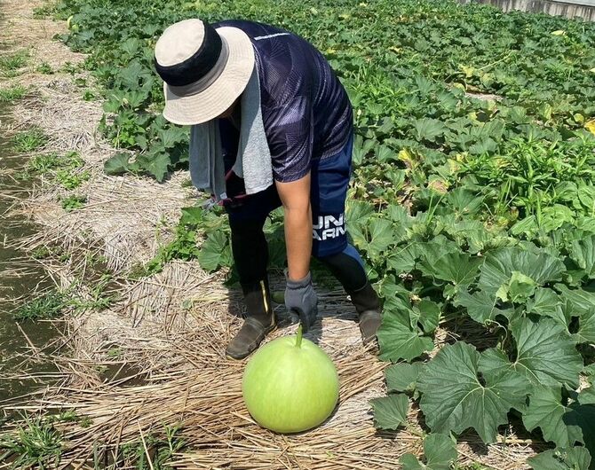 7月下旬には大きな実を付ける