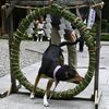けがれはらい息災願ワン　日光・大室高龗神社で夏越の大祓式　ペットも茅の輪くぐり