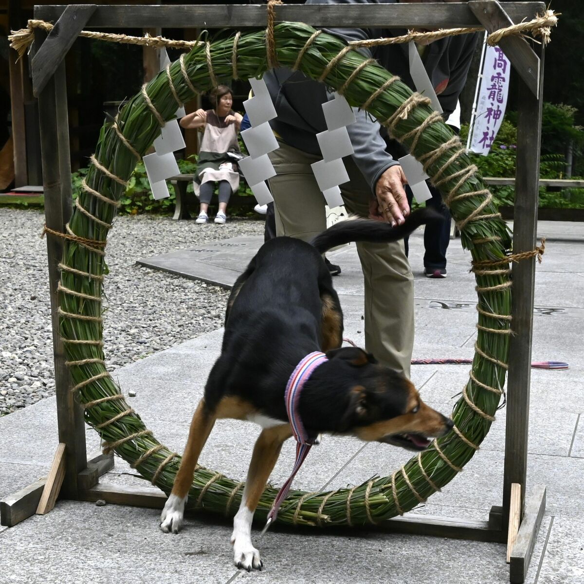 けがれはらい息災願ワン　日光・大室高龗神社で夏越の大祓式　ペットも茅の輪くぐり｜下野新聞デジタル