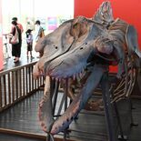 そろそろ「最強」を決めようぜ！　驚異の能力備えた生物が集合、“総選挙”…
