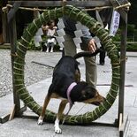 けがれはらい息災願ワン　日光・大室高龗神社で夏越の大祓式　ペットも茅の…