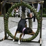 けがれはらい息災願ワン 日光・大室高龗神社で夏越の大祓式 ペットも茅の輪くぐり