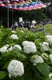 梅雨の城址に淡く映え