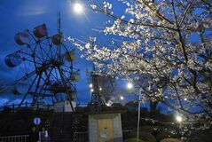 夜桜 照らすライト