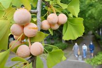 ギンナン色づき秋の装い