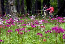 奥日光でクリンソウ見頃　日光