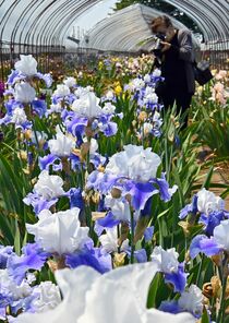 ジャーマンアイリス見頃　下野