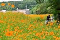 宇都宮でキバナコスモス見頃