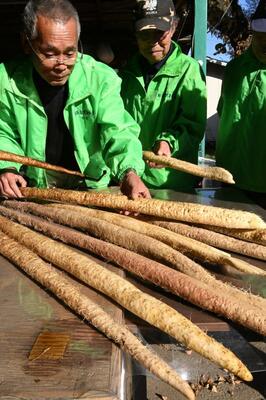 自然薯の出来を見る会員ら