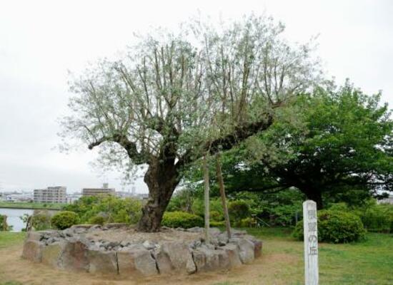 　なぎさ公園の「展望の丘」＝東京都江戸川区