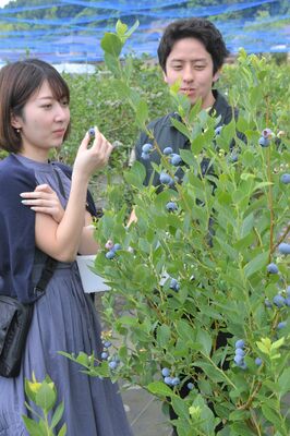 ブリーベリー狩りを楽しむ来場者