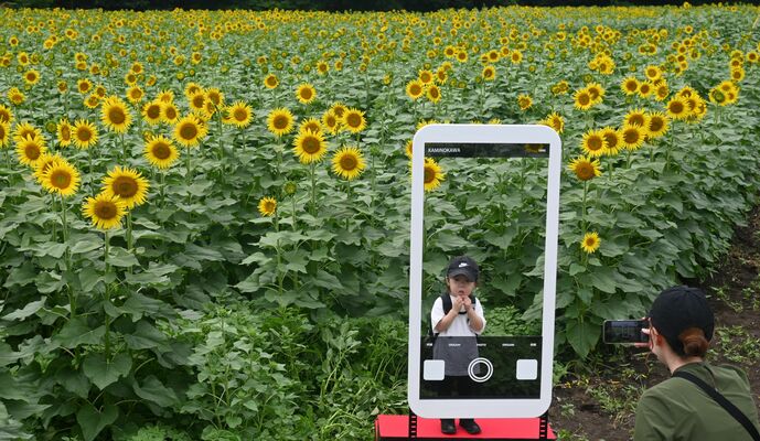 スマホのフォトスポットも登場したヒマワリ畑
