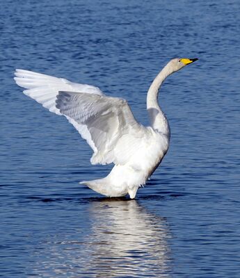 五行川に飛来したハクチョウ