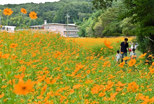 山あいの休耕田をじゅたんのようにうめるキバナコスモス＝27日午前10時15分、宇都宮市長岡町
