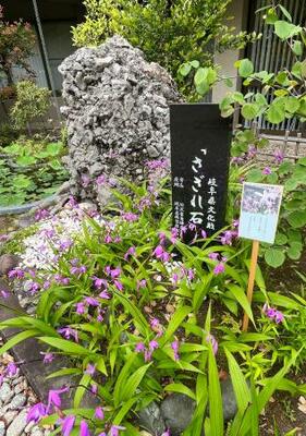 さざれ石とシランの花=東京都千代田区