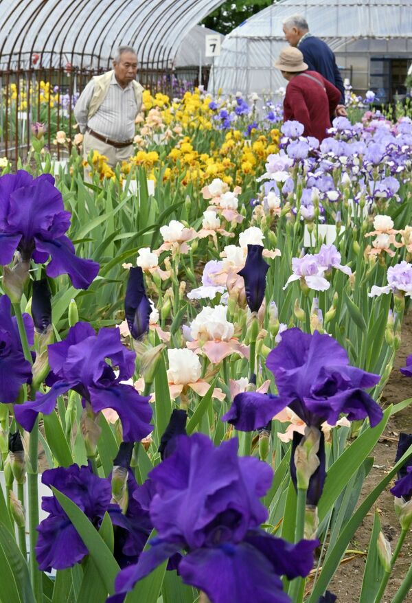 色とりどりの花を咲かせるジャーマンアイリス＝10日午後１時、下野市下古山、広瀬華撮影