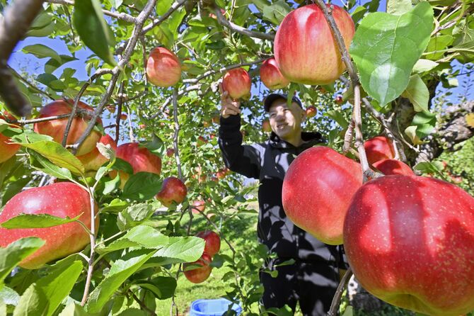 真っ赤に色付き収穫最盛期を迎えたリンゴ=29日午前10時40分、矢板市長井、永嶌理絵撮影