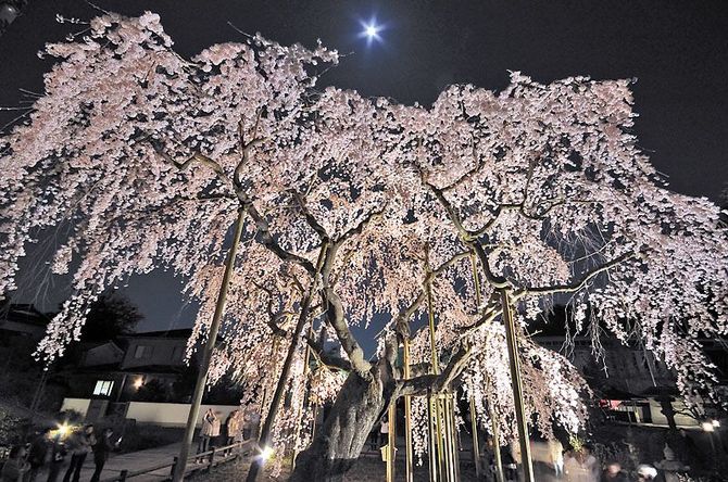樹齢約360年のしだれ桜