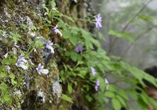 深山彩るコウシンソウ　日光・足尾の庚申山で開花