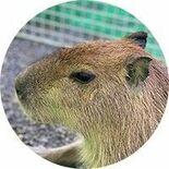 日光で死んだカピバラ見つかる　６日におさるランドから脱走　車にはねられ…