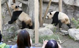 中国紙、パンダゼロで高市氏非難