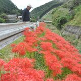 仙波川沿いを真っ赤に　佐野でヒガンバナ見頃　１万株以上咲き誇る