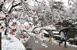 桜と雪景色