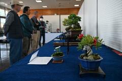 ゴヨウマツなど丹精の23席展示