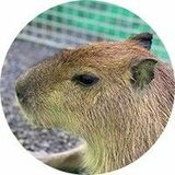 日光で死んだカピバラ見つかる　６日におさるランドから脱走　車にはねられた可能性も