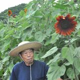 ヒマワリ差し上げます　佐野・相場さんが休耕田で栽培、間もなく満開