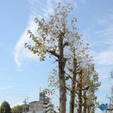国道のある場所だけ　街路樹の葉はなぜ枯れているの？　