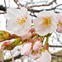 宇都宮で桜開花