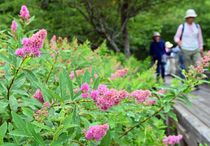 ホザキシモツケ見頃　奥日光・小田代原