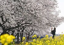 栃木県内 桜の便り