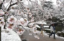 桜と雪景色