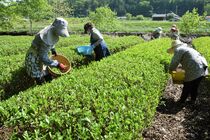 黒羽茶の一番茶摘み始まる