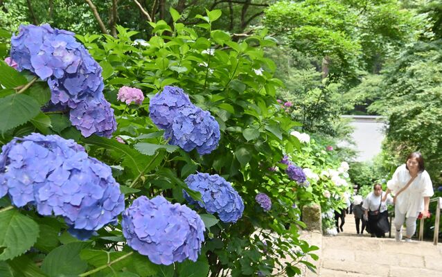 太平山神社の参道を鮮やかに彩るアジサイ＝19日午前11時45分、栃木市平井町