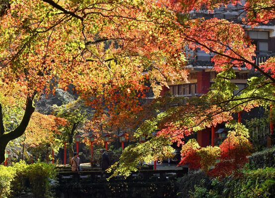 最終盤を迎えた満願寺周辺の紅葉＝22日午前10時30分、栃木市出流町