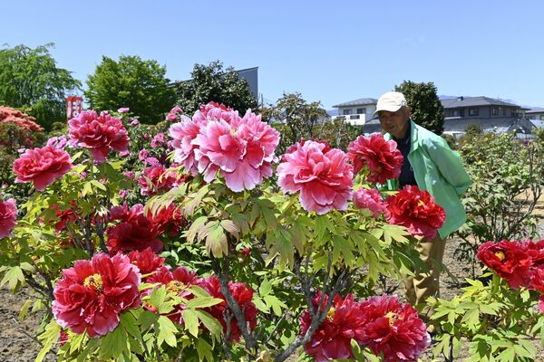 見頃を迎えている「あきもと園」のボタン