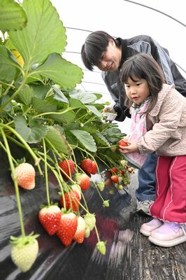 イチゴ狩りを楽しむ来場者