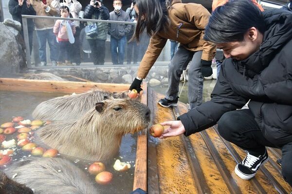 湯船で来園者から与えられたリンゴを頬張るカビパラ