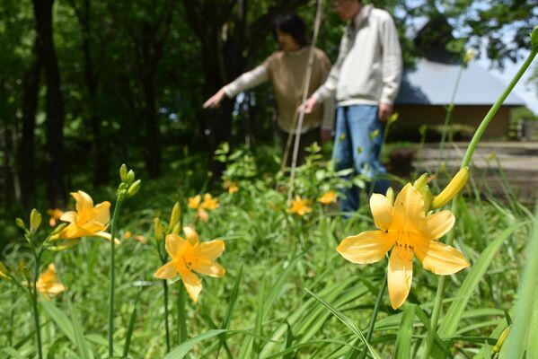 咲き始めたニッコウキスゲ