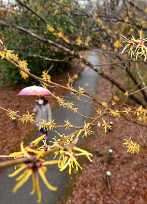 雨の中、鮮やかな黄色い花を咲かせるマンサク＝22日午後１時55分、真岡市下籠谷