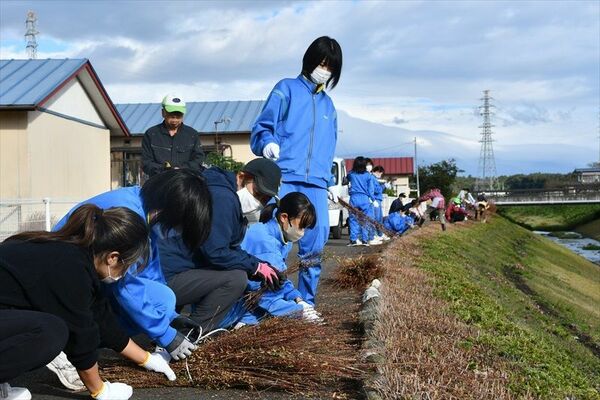 刈り取られたミソハギを束ねる参加者