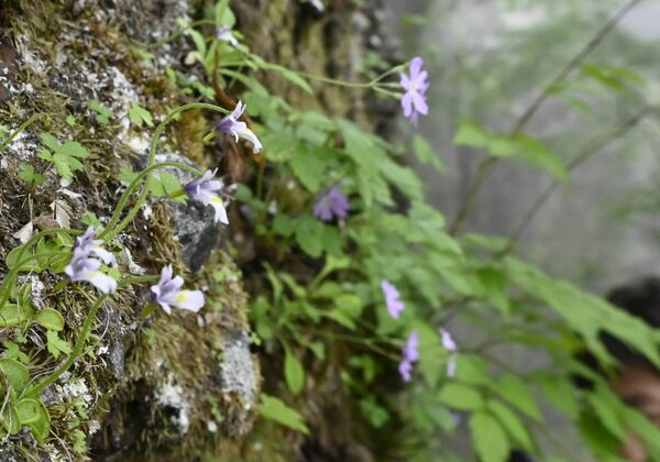 花を付け見ごろを迎えているコウシンソウ＝10日午後０時半、日光市足尾町