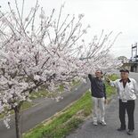 ６年の努力、初めて花開く　鹿沼・見野自治会が植えた桜が見頃　「故郷への…
