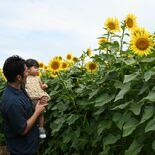 「ひまわり迷路」今年も人気　２メートルのヒマワリ見上げ、子どもたち挑戦…