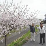 ６年の努力、初めて花開く　鹿沼・見野自治会が植えた桜が見頃　「故郷への愛着につなげたい」