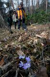 春の使者、雪割草が開花　みかもやま公園